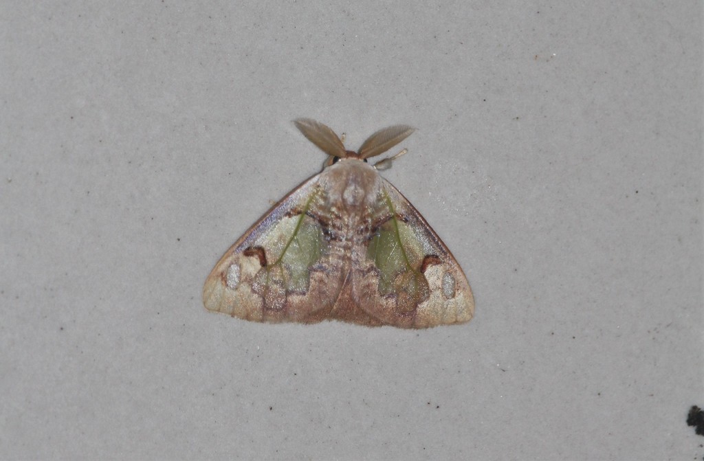 Carriola ecnomoda