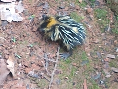 Hemicentetes semispinosus