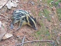 Hemicentetes semispinosus