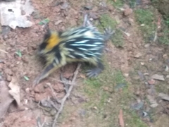 Hemicentetes semispinosus