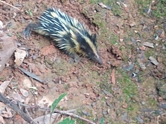 Hemicentetes semispinosus