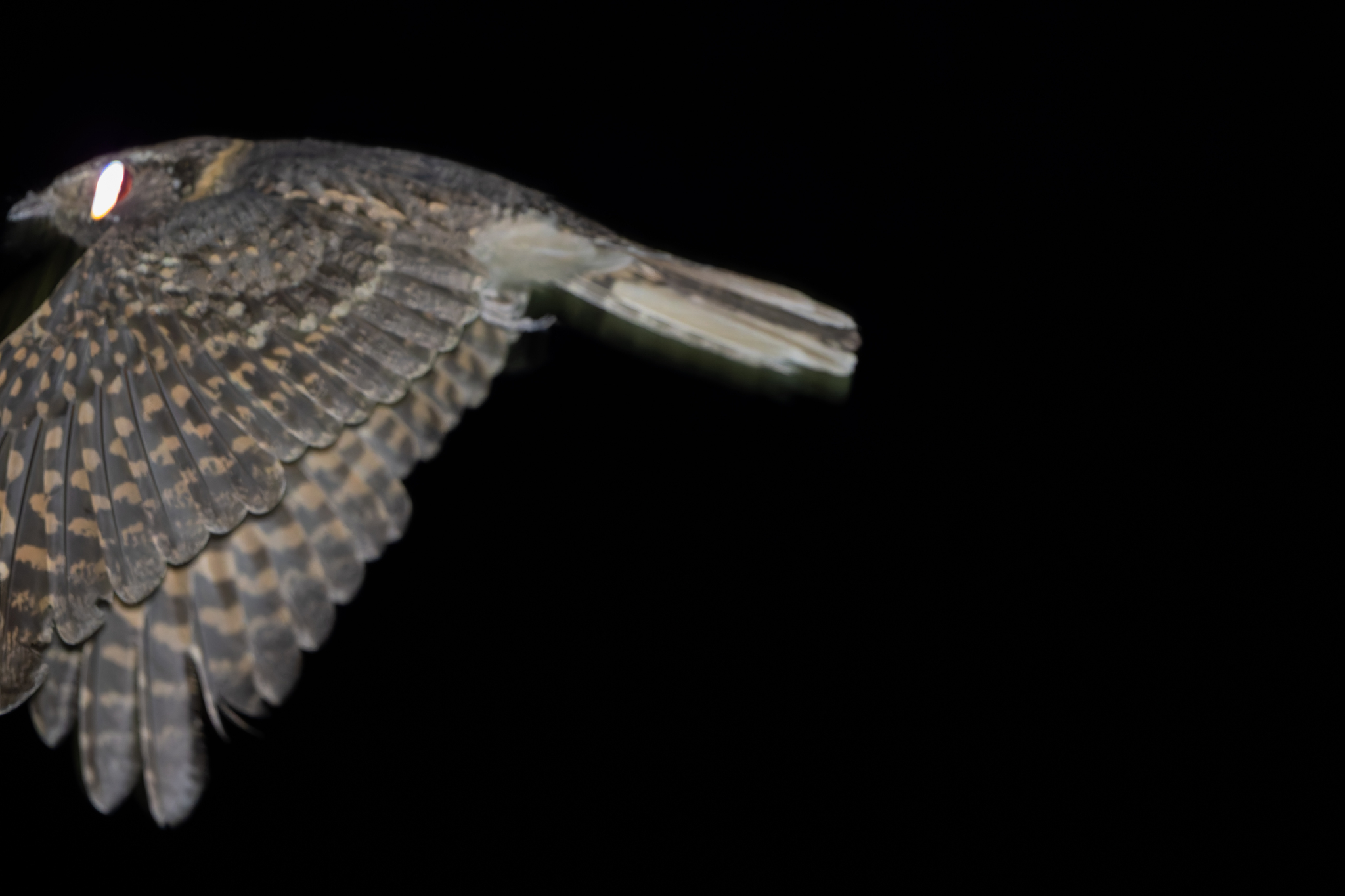 Buff-collared Nightjar (Antrostomus ridgwayi), photo 5