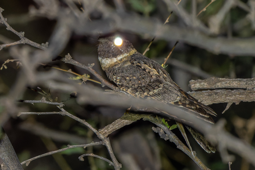 Buff-collared Nightjar (Antrostomus ridgwayi), photo 8