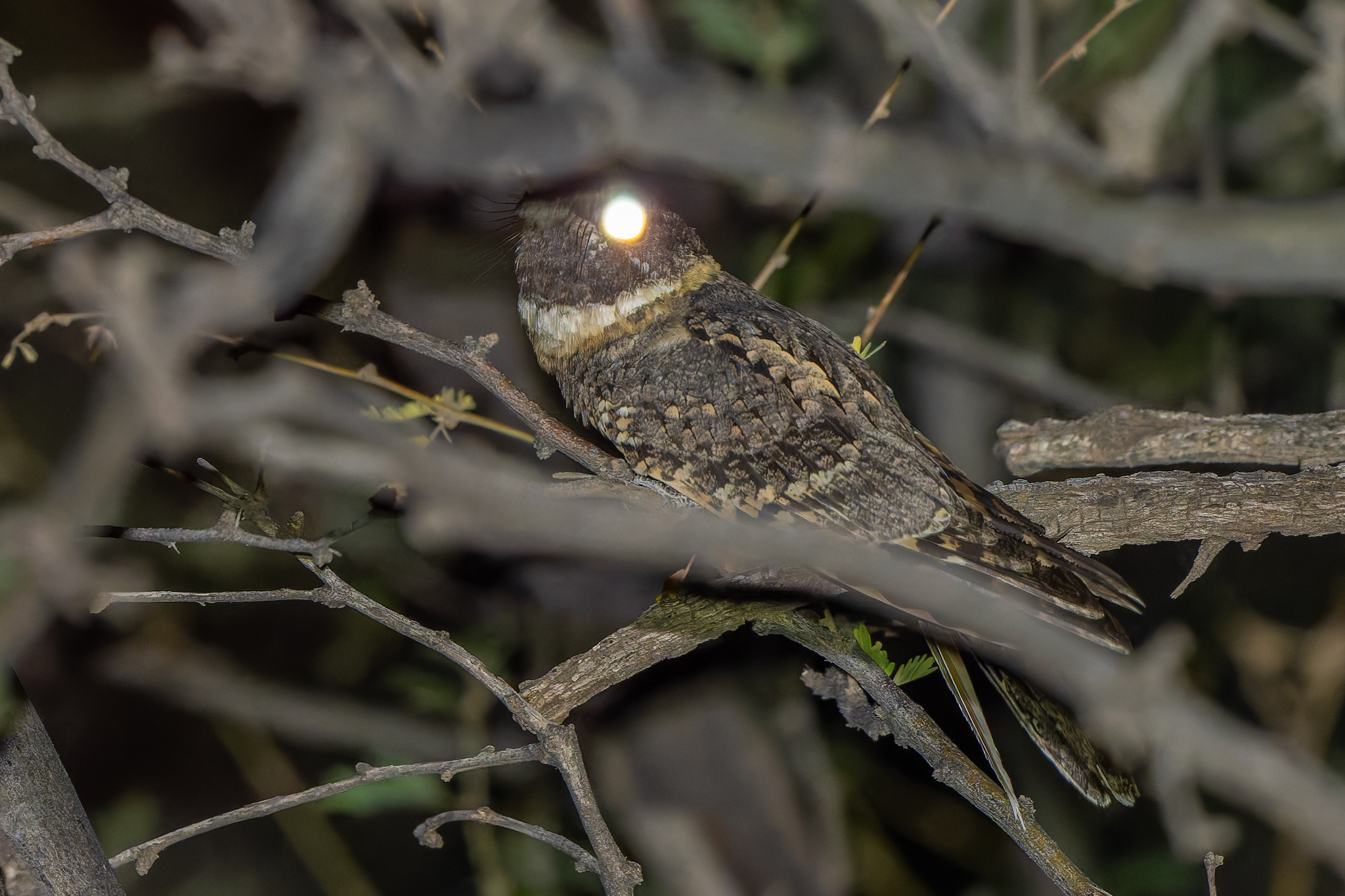 Buff-collared Nightjar (Antrostomus ridgwayi), photo 4