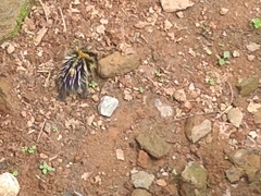 Hemicentetes semispinosus