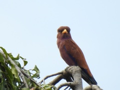 Eurystomus glaucurus