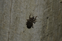 Listroderes foveatus