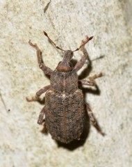 Listroderes foveatus