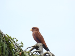 Eurystomus glaucurus