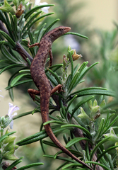 Saproscincus spectabilis