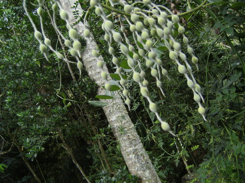Laburnum, 2007-03-15