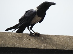 Corvus albus