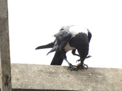 Corvus albus