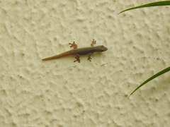 Lygodactylus conraui