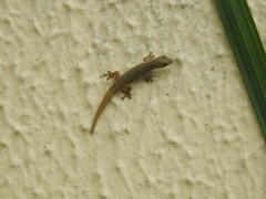 Lygodactylus conraui