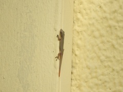 Lygodactylus conraui