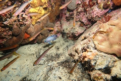 Trachinops noarlungae