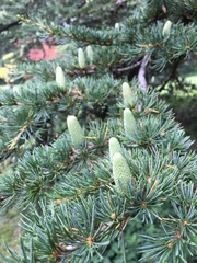 Cedrus libani