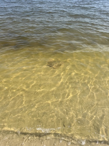 Atlantic Stingray photographed in Mississippi