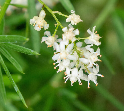 Asparagus aethiopicus observed 2025-07-04
