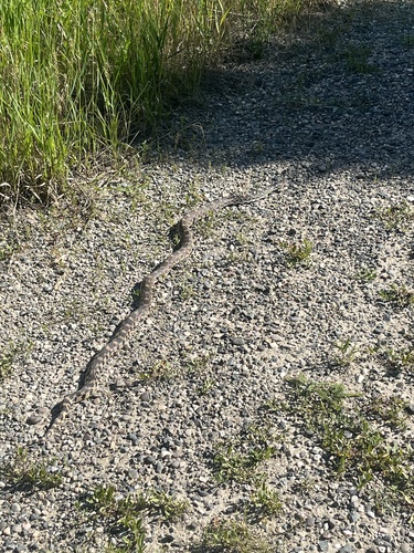 iNaturalist observation 2025-07-01