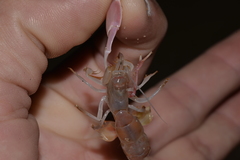 Trypaea australiensis