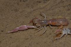 Trypaea australiensis