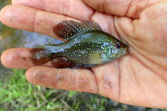Enneacanthus gloriosus