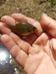 Enneacanthus gloriosus