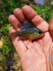 Enneacanthus gloriosus