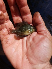 Enneacanthus gloriosus