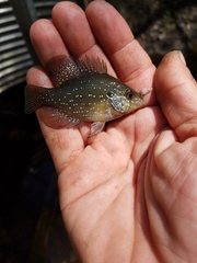 Enneacanthus gloriosus