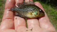 Enneacanthus gloriosus