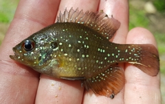 Enneacanthus gloriosus