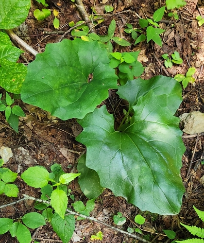 Arnoglossum atriplicifolium, photograph 3