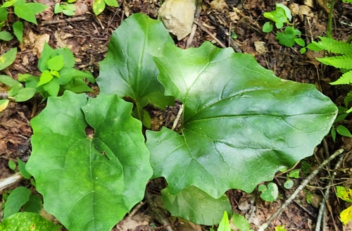 Arnoglossum atriplicifolium, photograph 4