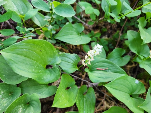 Lennox Creek Trail