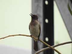Pycnonotus barbatus