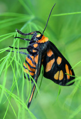 Amata trigonophora