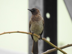 Pycnonotus barbatus