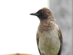 Pycnonotus barbatus