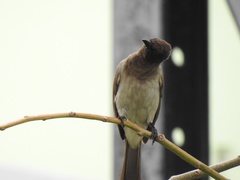 Pycnonotus barbatus