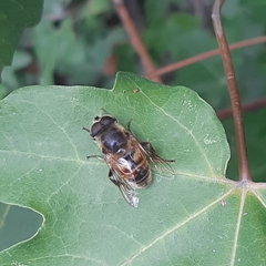 Eristalis tenax
