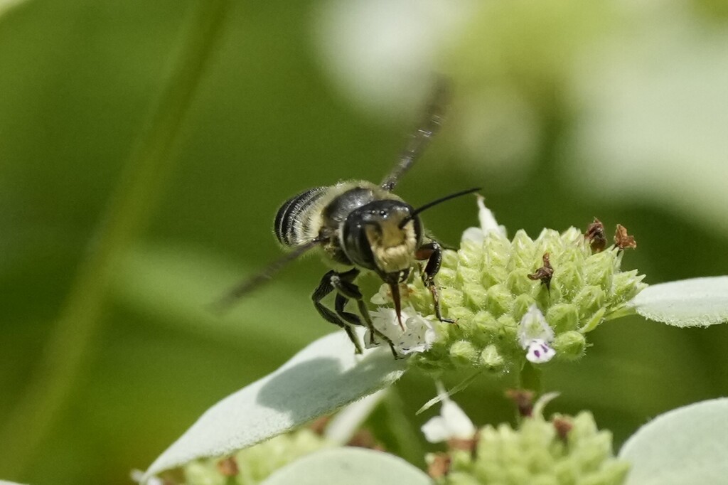 Flat-tailed Leafcutter Bee