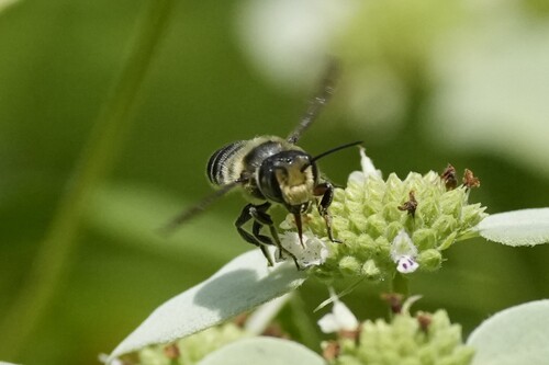 Flat-tailed Leafcutter Bee (Megachile mendica), a species recorded in Georgia