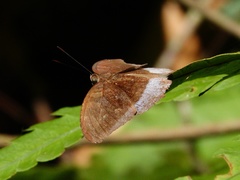 Tanaecia