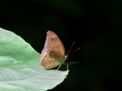 Tanaecia