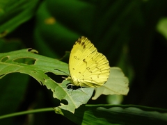 Eurema lacteola