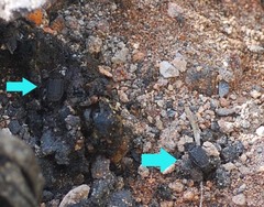 Thanatophilus rugosus