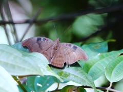 Dophla evelina